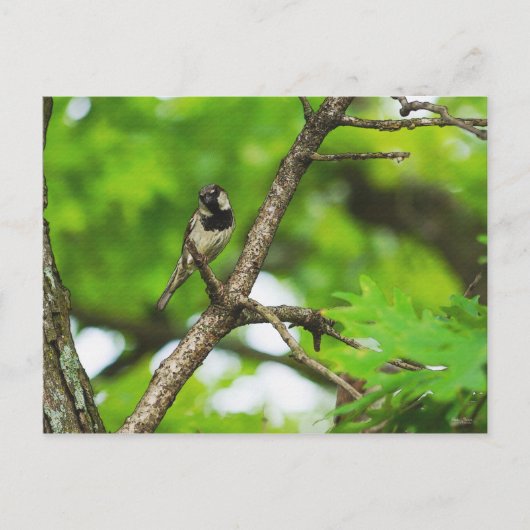 ちょうど座っのまわりにて ポストカード (正面)