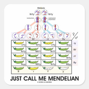 ちょうど私をMendelian電話して下さい(Punnettの正方形の遺伝学) スクエアシール