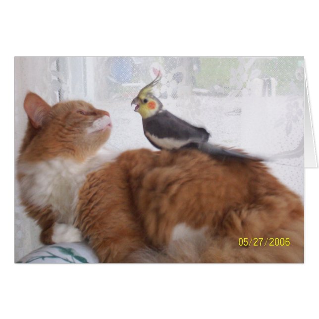 ちょうど言うためにこんにちは落ちます (正面横)