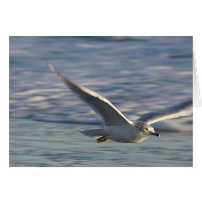 ちょうど飛びます (正面横)