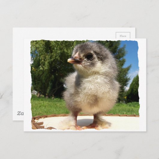 ちょっとフワフワした女 ポストカード (正面/裏面)