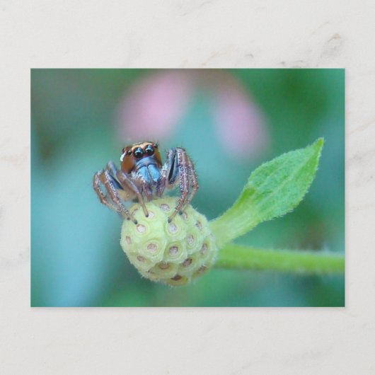 ちょっと混乱した？ ポストカード (正面)