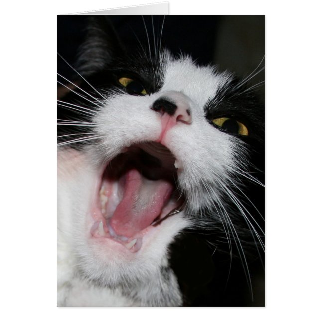 ちょっと私はあなたに!話しています!! 熱狂するな猫 (正面)