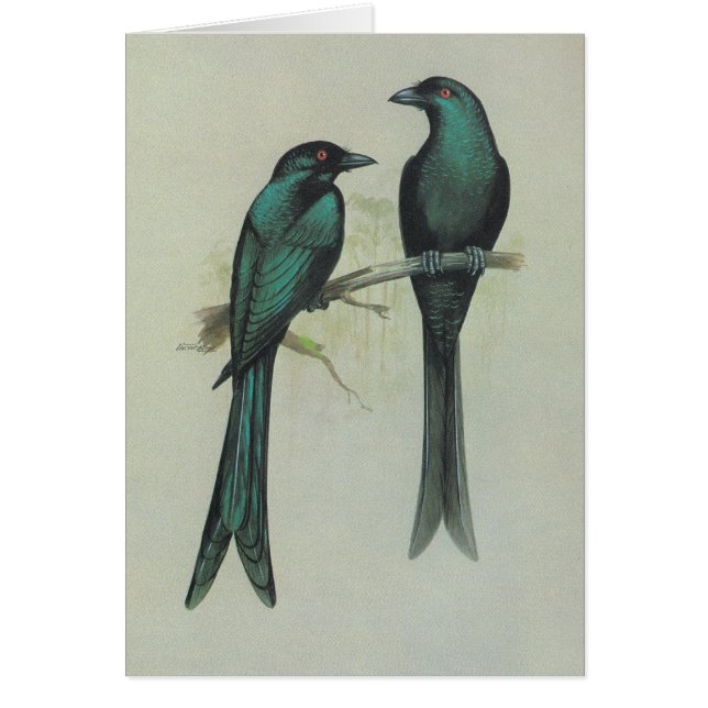 ちりばめられたオウチュウ族- Dicrurusのhottentottus (正面)