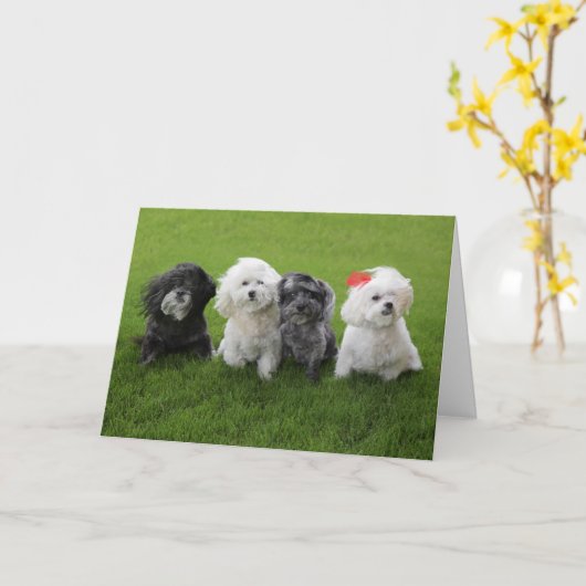 つかむ カード (黄色い花)