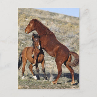 つかむ ポストカード