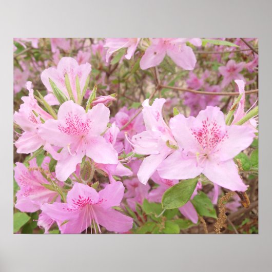 つつじの花のクローズアップ写真 ポスター (正面)