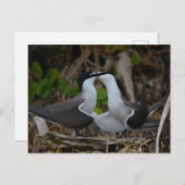 つばのあるタン ポストカード (正面/裏面)