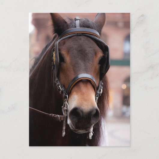 つば付き馬はがき ポストカード (正面)