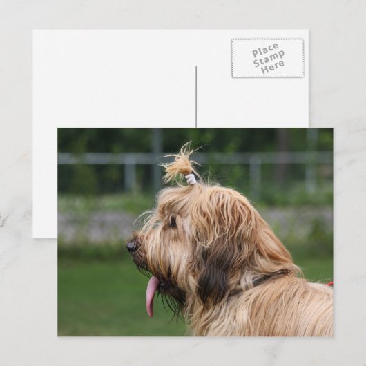 つば ポストカード (正面/裏面)