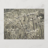 つや消し ポストカード (正面)