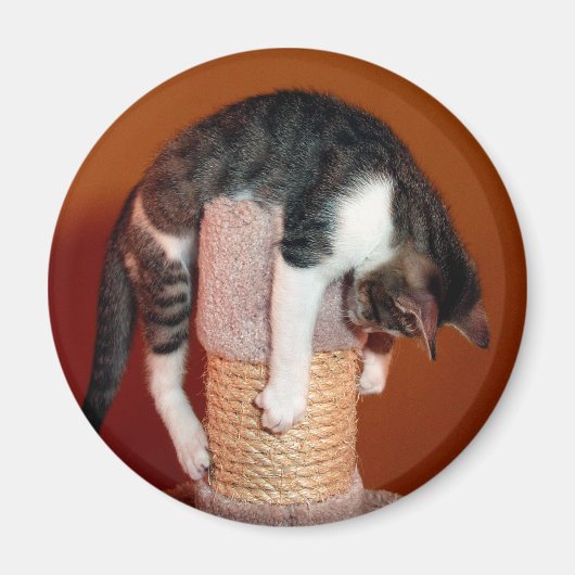 つるユーモアのあるTabby Cat Magnet マグネット (正面)