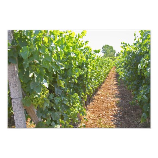 つる植物がサポートするワイヤで高度に訓練を受けた フォトプリント            (正面)