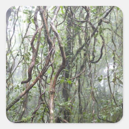 つる植物と枝が熱帯雨林でねじれる スクエアシール (正面)