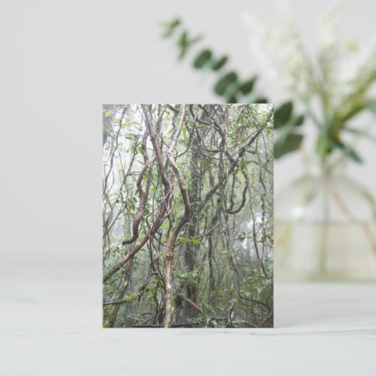 つる植物と枝が熱帯雨林でねじれる ポストカード (スタンド正面)