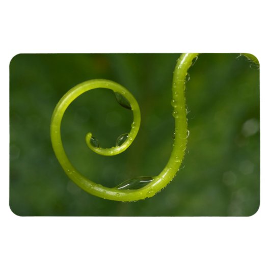 つる植物の水滴 マグネット (横)