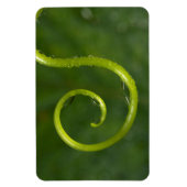 つる植物の水滴 マグネット (縦)
