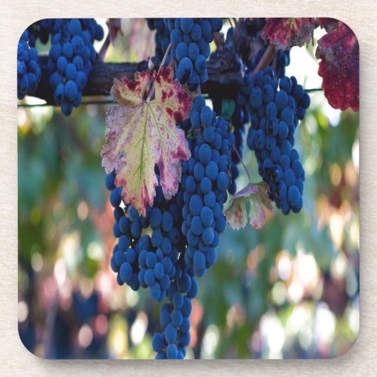 つる植物の葡萄 コースター (正面)