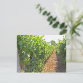 つる植物は、によってサポートされるワイヤで高いトレーニングを受ける ポストカード (スタンド正面)