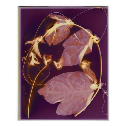 つる植物ルーメンプリント フォトプリント            (正面)