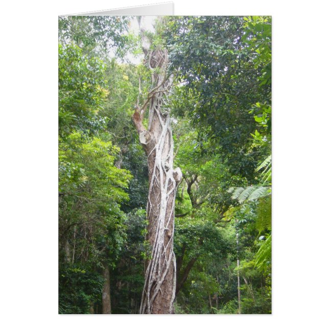 つる植物 (正面)