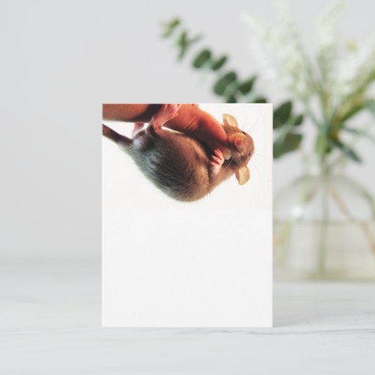 つるIn There Rat ポストカード (スタンド正面)