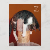 つるTabby Catユーモアのある Post Card ポストカード (正面)