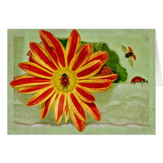 てんとう虫のてんとう虫のてんとう虫! (正面横)