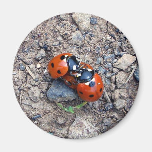 てんとう虫のキス マグネット