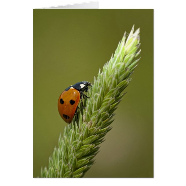 てんとう虫のメッセンジャー (正面)