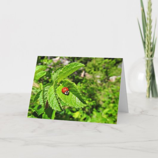 てんとう虫の挨拶状、中ブランク カード (正面)