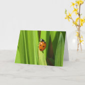 てんとう虫の昆虫のカラー写真のイメージの挨拶状 カード (黄色い花)