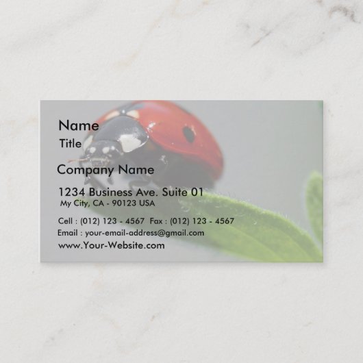 てんとう虫の昆虫 名刺 (正面)