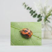 てんとう虫の蛹の~の郵便はがき ポストカード (スタンド正面)