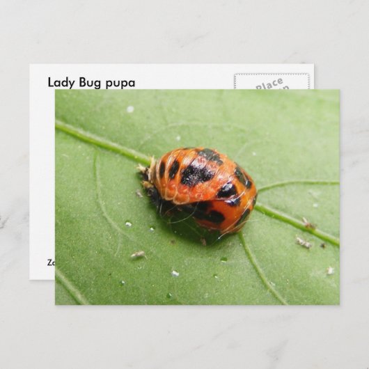 てんとう虫の蛹の~の郵便はがき ポストカード (正面/裏面)