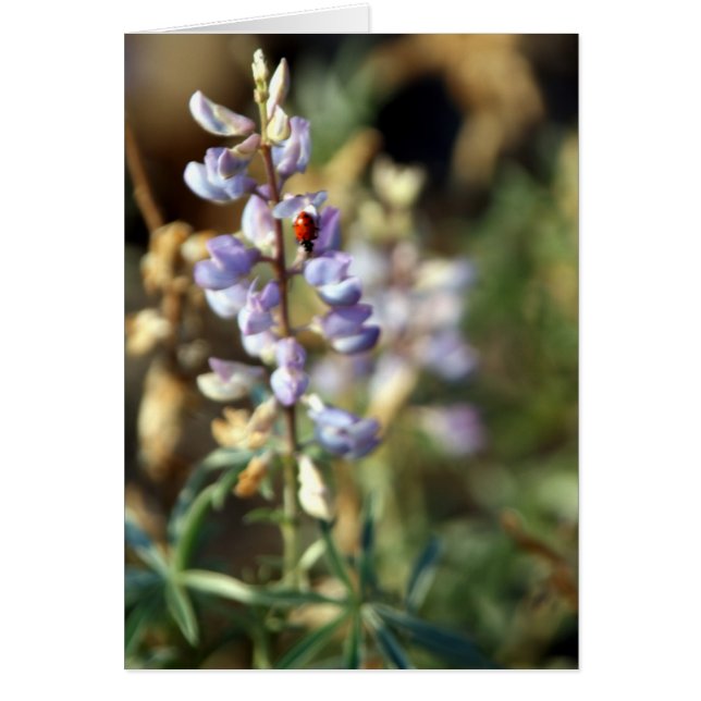 てんとう虫カード (正面)