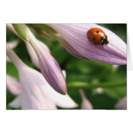 てんとう虫カード