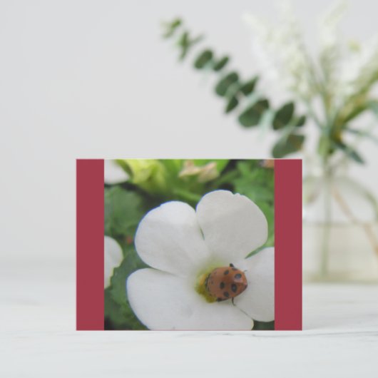 てんとう虫 ポストカード (スタンド正面)