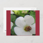 てんとう虫 ポストカード (正面/裏面)