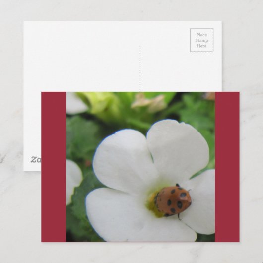 てんとう虫 ポストカード (正面/裏面)