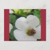 てんとう虫 ポストカード (正面)