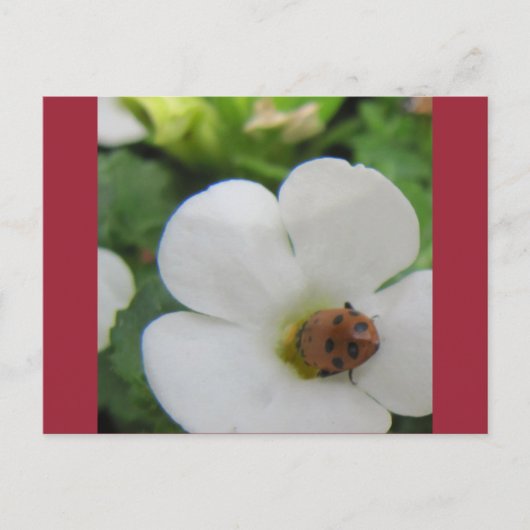 てんとう虫 ポストカード (正面)