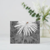 てんとう虫 ポストカード (スタンド正面)