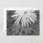 てんとう虫 ポストカード (正面/裏面)