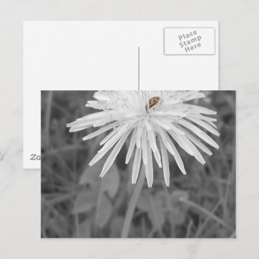 てんとう虫 ポストカード (正面/裏面)