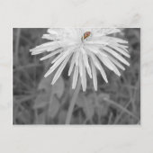 てんとう虫 ポストカード (正面)