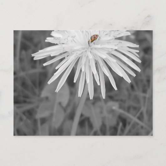 てんとう虫 ポストカード (正面)