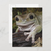 でっくりした木のカエル。笑顔のカエル。リトリア・ケルーリア。 ポストカード (正面/裏面)