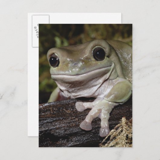 でっくりした木のカエル。笑顔のカエル。リトリア・ケルーリア。 ポストカード (正面/裏面)