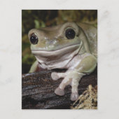 でっくりした木のカエル。笑顔のカエル。リトリア・ケルーリア。 ポストカード (正面)